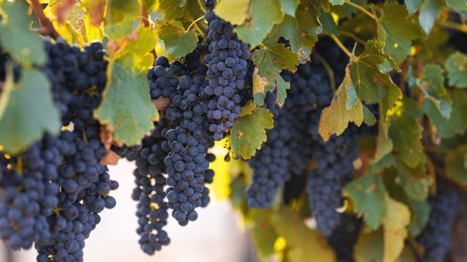 Syrah et Shiraz sont le même raisin, mais les vins sont des mondes séparés