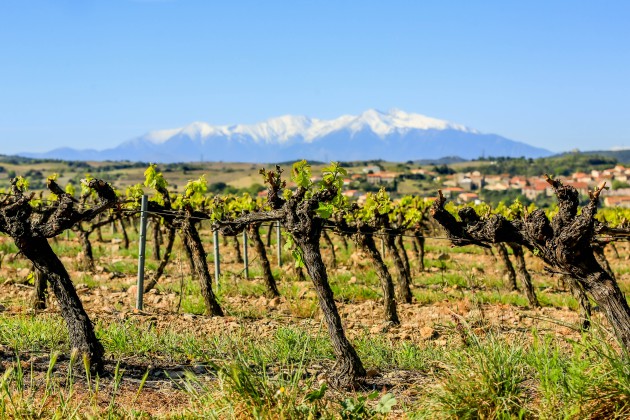 Wines of Roussillon annonce une campagne pour soutenir les efforts commerciaux britanniques