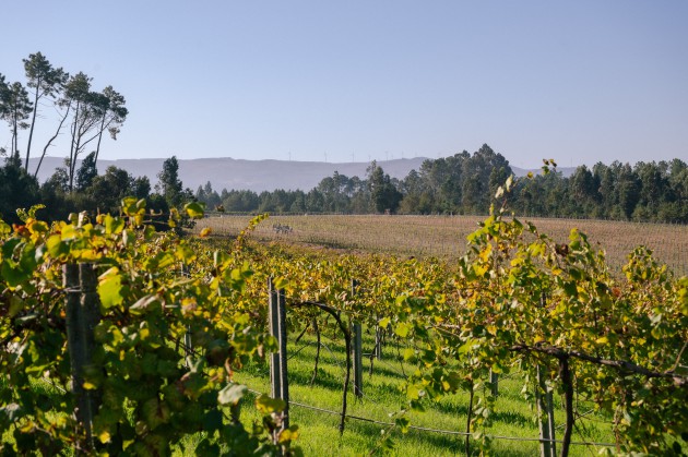 Symington Partners for First Incurse dans Vinho Verde