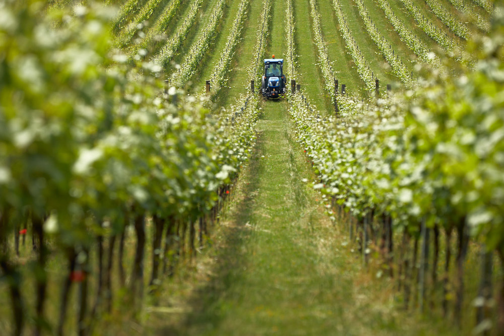 Visites aux vignobles britanniques en hausse de 55% dans Boon pour le tourisme