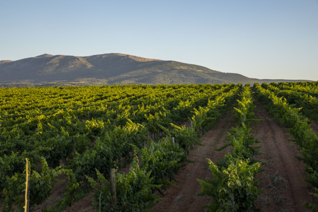 Hallgarten ajoute la cave turque à un portefeuille en expansion