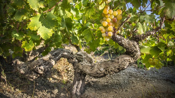 Tout ce que vous devez savoir sur le vin fait de vieilles vignes