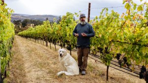 Chien de vignoble parmi les raisins