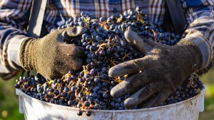 Récolte des raisins dans l'État de Washington