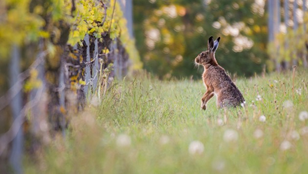 Financement de l'action climatique étendue pour les vignobles South Downs