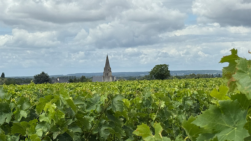 Un vignoble plein de Chenin Blanc.