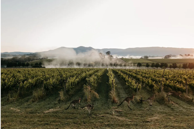 Bancroft Onboards Yarra Valley's Oakridge Wines to Portfolio