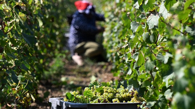 La récolte de champagne de cette année est «prometteuse», mais le rendement sera le plus bas depuis Covid