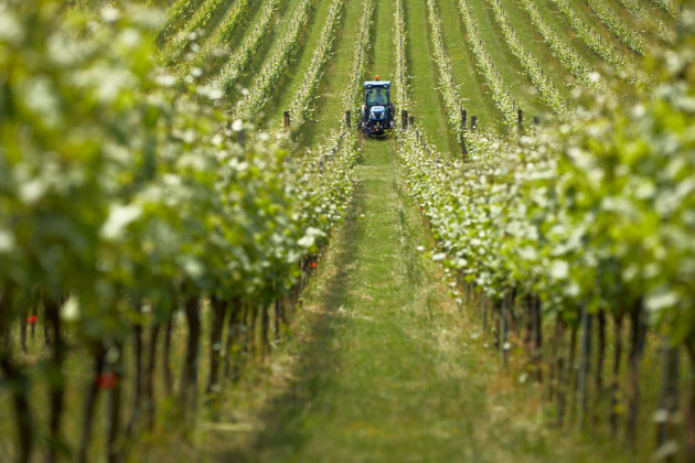 Les numéros de vignobles anglais et gallois continuent de grimper