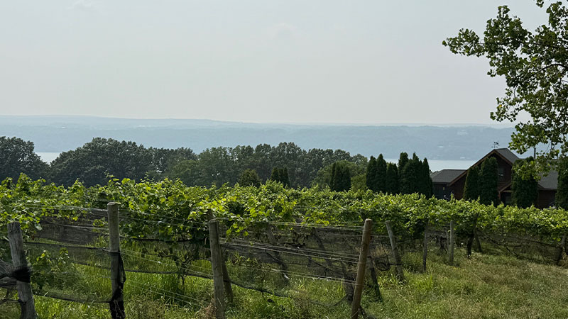 Le pinot noir des lacs Finger a tendance à être éclipsé par Riesling et Cabernet Franc, mais cela vaut absolument votre attention.