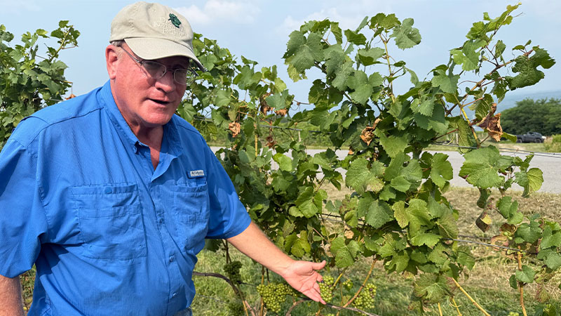 Le pinot noir des lacs Finger a tendance à être éclipsé par Riesling et Cabernet Franc, mais cela vaut absolument votre attention.