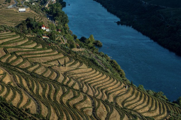 Symington prédit un rendement inférieur mais une récolte de bonne qualité