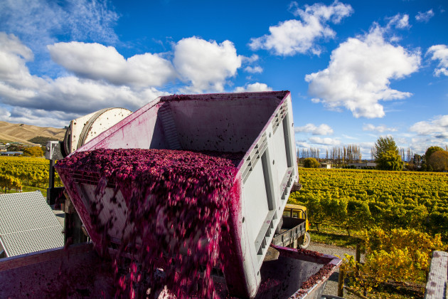 Rapport néo-zélandais Winegrowers Sormes de 2025