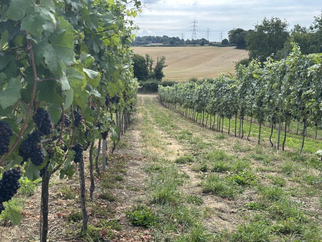 Premier vignoble d'Angleterre certifié régénératif par AGW