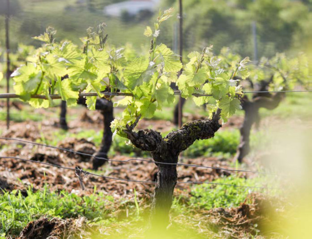 InterLoire publie le bilan des vendanges 2025