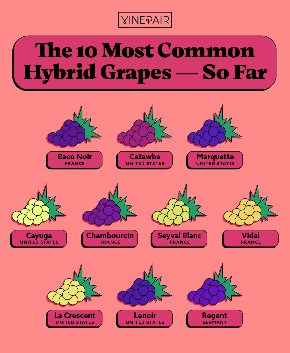 10 des raisins hybrides les plus populaires (infographie)