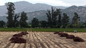 YOUNTVILLE, CALIFORNIE - 24 SEPTEMBRE : Dans une vue aérienne, des tas de vignes en décomposition se trouvent dans un champ en jachère qui était autrefois un vignoble le 24 septembre 2025 à Yountville, en Californie. Les viticulteurs des comtés de Napa et de Sonoma suppriment des milliers d'acres de vignobles alors que la demande de vin est en forte baisse et que la consommation d'alcool est à son plus bas niveau depuis 90 ans. Les vignerons californiens ont connu leur récolte la plus légère en 2024, avec une baisse de 23 % par rapport à 2023, et s'attendent à laisser pourrir plus de 100 000 tonnes de raisins sur les vignes cette saison alors que les producteurs ont du mal à trouver des acheteurs pour leurs raisins.