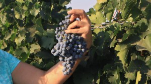 Raisins marselan en cours de cueillette