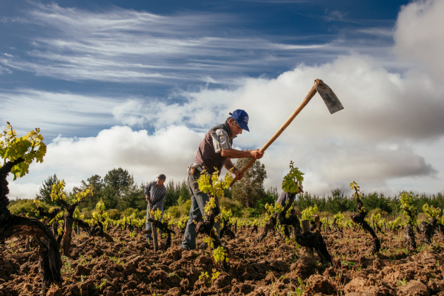 Hallgarten renforce son portefeuille chilien avec Garage Wine Co