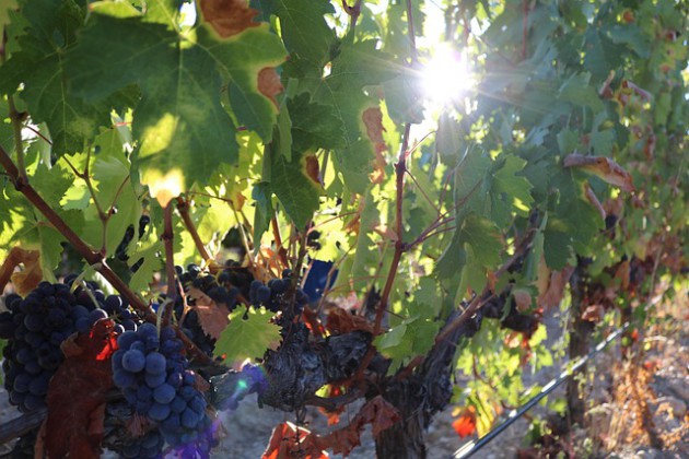 La campagne Reach for Ribera del Duero revient au Royaume-Uni