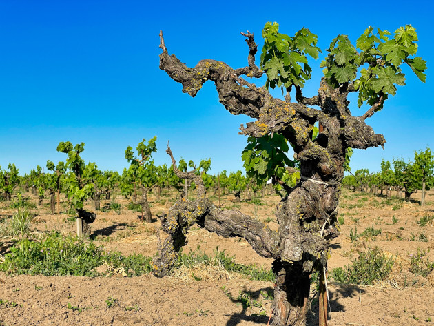 Les inscriptions de vignobles Old Vine Registry doublent en un an pour atteindre 9 400