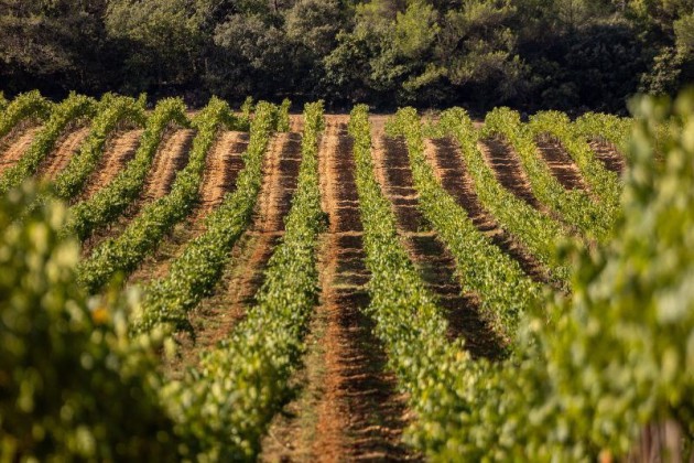 Liberty Wines ajoute la Maison Saint Aix à son portefeuille