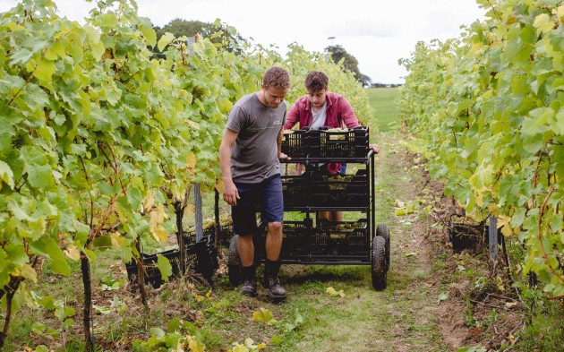 Plumpton College promet 500 000 £ pour soutenir l'industrie vinicole anglaise