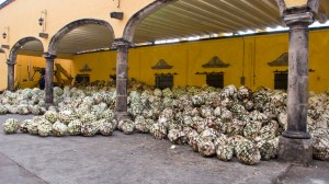 Pinas à la tequila et à l'agave