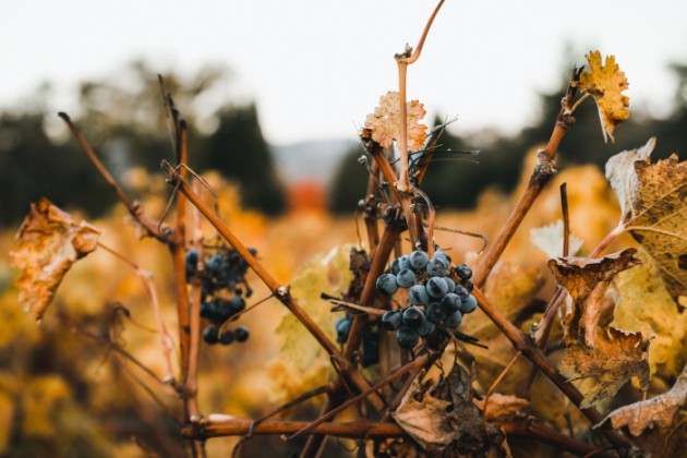 Constellation Brands nomme Enotria comme nouveau distributeur