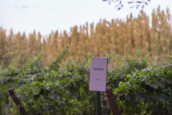 Flint Wines ajoute Bodega Noemía à son portefeuille