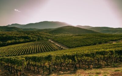 Kir-Yianni et le Domaine Sigalas rejoignent le portefeuille de Liberty Wines