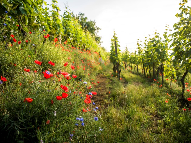 La viticulture durable autrichienne atteint un niveau record