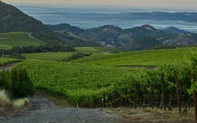 Pourquoi certains des meilleurs chardonnays fabriqués actuellement sont cultivés à haute altitude