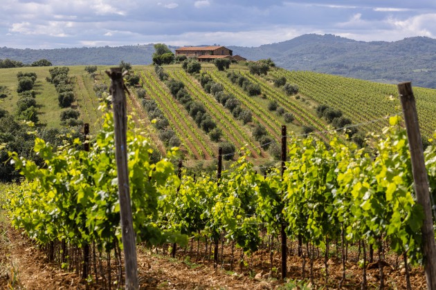 Morellino di Scansano DOCG introduit la désignation Superiore