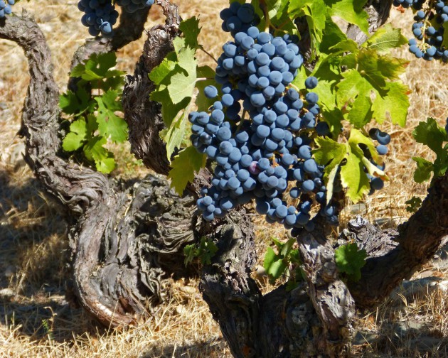 Old Vine Registry atteint 10 000 inscriptions de vignobles