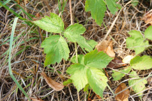 Protection contre le gel des vignes