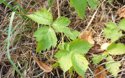 Protection contre le gel des vignes