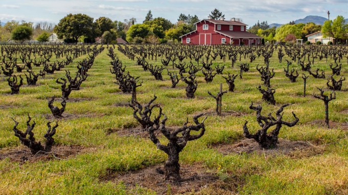 Les grands vins de Napa élaborés à partir des vieilles vignes de la vallée
