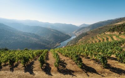 Le festival du vin de Porto organisera son premier événement au Royaume-Uni en juin