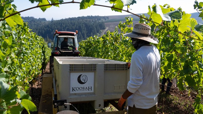 Pourquoi c'est le meilleur vignoble de chardonnay de l'Oregon