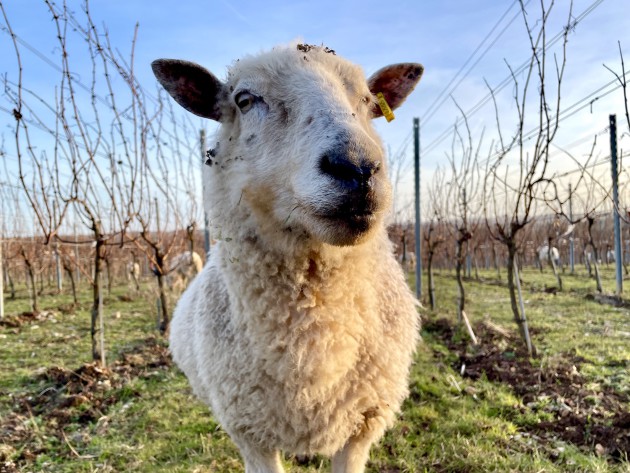 Wine GB lance un guide sur la viticulture régénérative dans le cadre d'une démarche plus large de développement durable