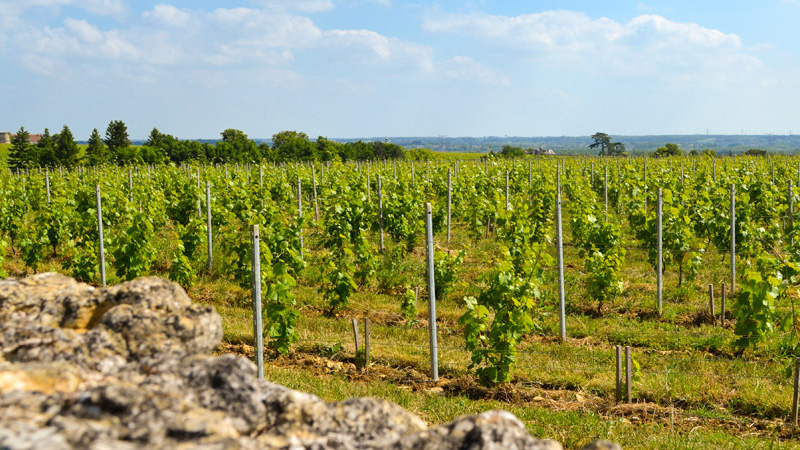 La Touraine est une alternative au Sancerre, l'ultra-populaire Sauvignon Blanc.