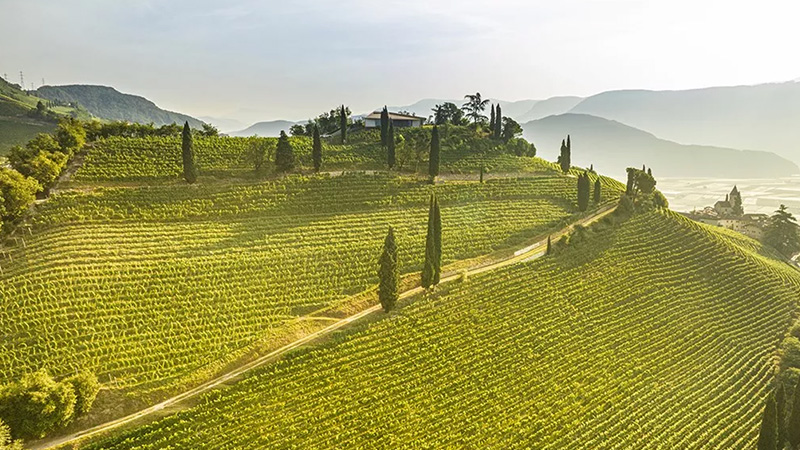 Le Sauvignon Blanc du nord de l'Italie est une alternative au Sancerre.