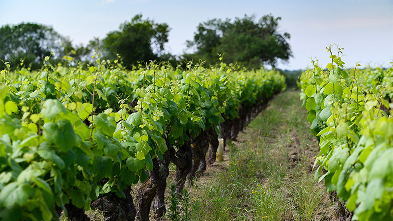 Le Muscadet Sèvre-et-Maine est une alternative au Sancerre, l'ultra-populaire Sauvingon Blanc.