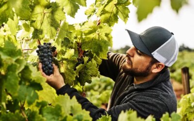 Ce célèbre vignoble de Sonoma produit enfin son propre vin