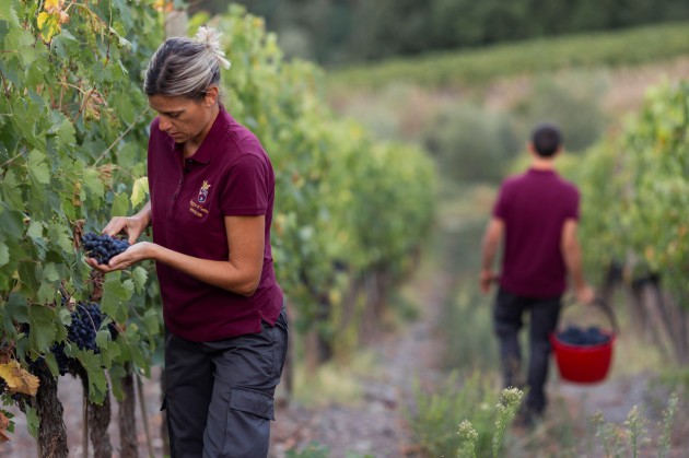 Italie : Fells accueille Grattamacco et Poggio di Sotto au portefeuille