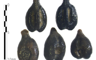 Les pépins de raisin étrusques mettent en lumière l’époque pré-Chianti