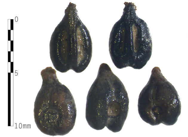 Les pépins de raisin étrusques mettent en lumière l’époque pré-Chianti