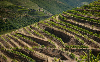 Sogrape : Sandeman et Porto Ferreira se joignent à une série de déclarations portuaires vintage