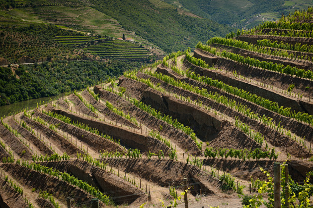 Sogrape : Sandeman et Porto Ferreira se joignent à une série de déclarations portuaires vintage
